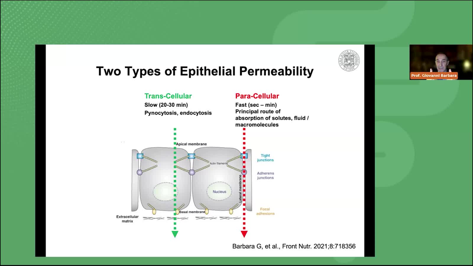 Leaky gut quando la barriera intestinale è alterata - Parte 4